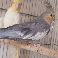 عروس هلندی دوجفت