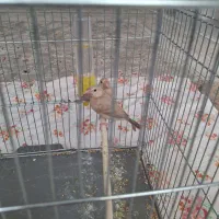 فروش سه تا جوجه فنج نرگسی شکلاتی|پرنده|شاهینشهر, شهرک میلاد|دیوار