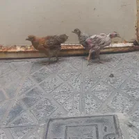 جوجه مرغ
