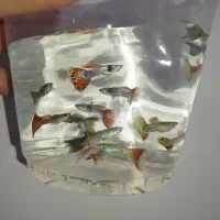 ماهی گوپی نژاد خالص