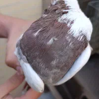 کبوتر طوقی|پرنده|یزد, |دیوار