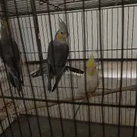 عروس هلندی|پرنده|قدس, شهرقدس|دیوار