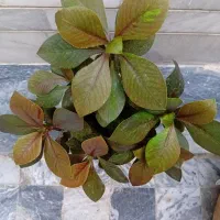 گل طبیعی|گل و گیاه طبیعی|کرمانشاه, |دیوار