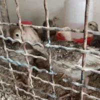 جوجه بوقلمون|حیوانات مزرعه|ماهدشت, |دیوار