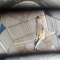 سهره کرمانی|پرنده|شیراز, تندگویان|دیوار