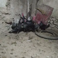 بوقلمون|حیوانات مزرعه|شیروان (خراسان), |دیوار