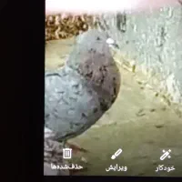 کبوتر|حیوانات|مشهد, مصطفی خمینی|دیوار