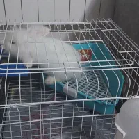 خرگوش لوپ نژاد اصیل.از مادر آلمانی و از پدر نرکیش