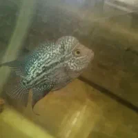 ماهی فلاور|ماهی|اصفهان, بهارستان|دیوار