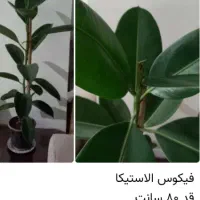 گل فیکوس الاستیکا ، سانسوریا ابلق ، زاموفیلیا|گل و گیاه طبیعی|تهران, شهرک چیتگر|دیوار