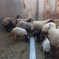 گوسفند و بره|حیوانات مزرعه|ثلاث باباجانی, |دیوار