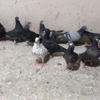 جوجه زاغ و سبز