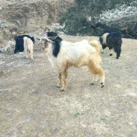 قیمت27میلیون