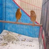 جفت قناری شتری سرخ نر و ماده