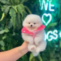 پامرخرسی اصیل بااصالت|سگ|اصفهان, خانه اصفهان|دیوار