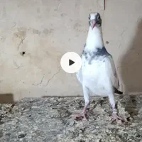 پلنگ سبز قولدور جوجه نر
