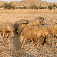 فروش 32 راس میش داشتی ناز آبستن ترکی بختیاری|حیوانات مزرعه|کازرون, |دیوار