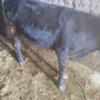 گوساله ماده ۲۹۰کیلوی تمام گوشت