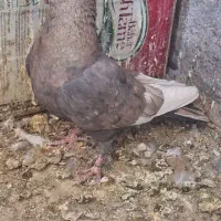 کبوتر