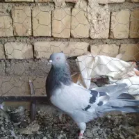 کبوتر سبز شمرونی|پرنده|مشکین‌دشت, |دیوار