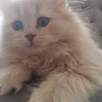 گربه اسکاتیش پرشین