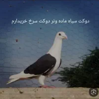 گمشده