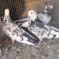 کبوتر پرشی|پرنده|جرقویه, |دیوار