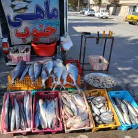 انواع ماهی جنوب در خدمت هم استانی های عزیز|ماهی|دورود, |دیوار