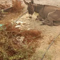 الاغ ماده سالم و جوان|حیوانات مزرعه|میناب, |دیوار