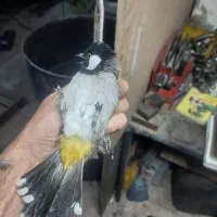 سهره|پرنده|فردیس, شهرک شهید حسینی|دیوار