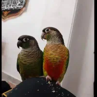 گیرینچیک نر ماده حلقه به پا کار داده قیمت ۴۵۰۰|پرنده|تهران, سعادت‌آباد|دیوار