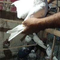 کبوتر پرشی|پرنده|شهریار, شهریار|دیوار