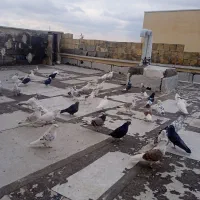 کبوتر|پرنده|پرند, فاز ۶|دیوار