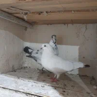 فروش کبوتر های جفت درجه یک با پریدن ۵ تا ۶ساعت نیم|پرنده|سیستان, |دیوار