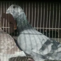 سار سبز قورگی