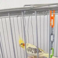 عروس هلندی دوکت پروانه ای با قفس|پرنده|هشتگرد, فاز ۳ مهستان|دیوار