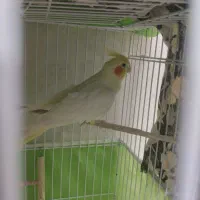 عروس هلندی نر و ماده با 2 جوجه