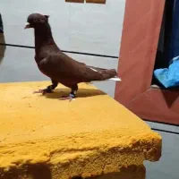 نر سرخ دم سفید|پرنده|اهواز, گلستان|دیوار