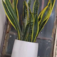 دوعددگل آپارتمانی  سرحال وزیبا