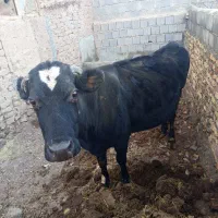 گاو ابستن 8 ماه