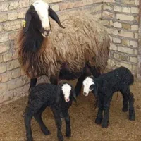 ارسال از شهـر شال میش hfero گوسفند چنـد ژن بره