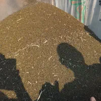 ماش ارتشی کمباین|خوردنی و آشامیدنی|گتوند, |دیوار