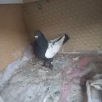 رنگی پلاکی اصل