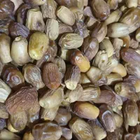 مجول|خوردنی و آشامیدنی|شیراز, منطقه هوایی شهید دوران|دیوار