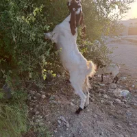 پازن اصل افغانی جوان|حیوانات مزرعه|برازجان, |دیوار