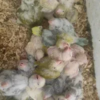 راهب سرلاکی. همه رنگ