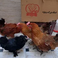 مرغ محلی تخم‌ گذار جوان|حیوانات مزرعه|قم, شهرک امام حسین|دیوار