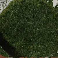نعنا وشوید خشک وانواع سبزی خشک وسرخ شده