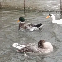 فروش غاز و اردک|حیوانات مزرعه|رشت, لاکان|دیوار