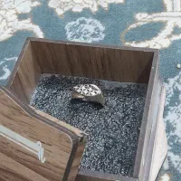 انگشتر|جواهرات|تربت جام, کشتارگاه|دیوار